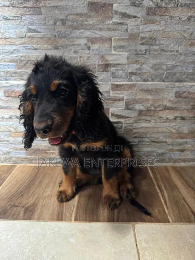 1-3 months Female Purebred Cocker Spaniel - thumbnail 4