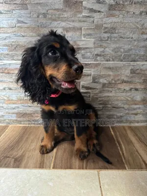 1-3 months Female Purebred Cocker Spaniel