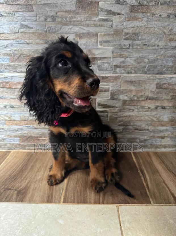 1-3 months Female Purebred Cocker Spaniel - thumbnail 5