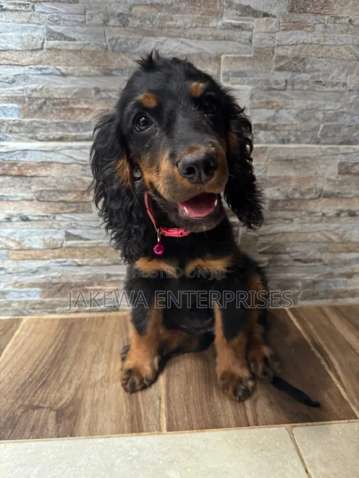 1-3 months Female Purebred Cocker Spaniel