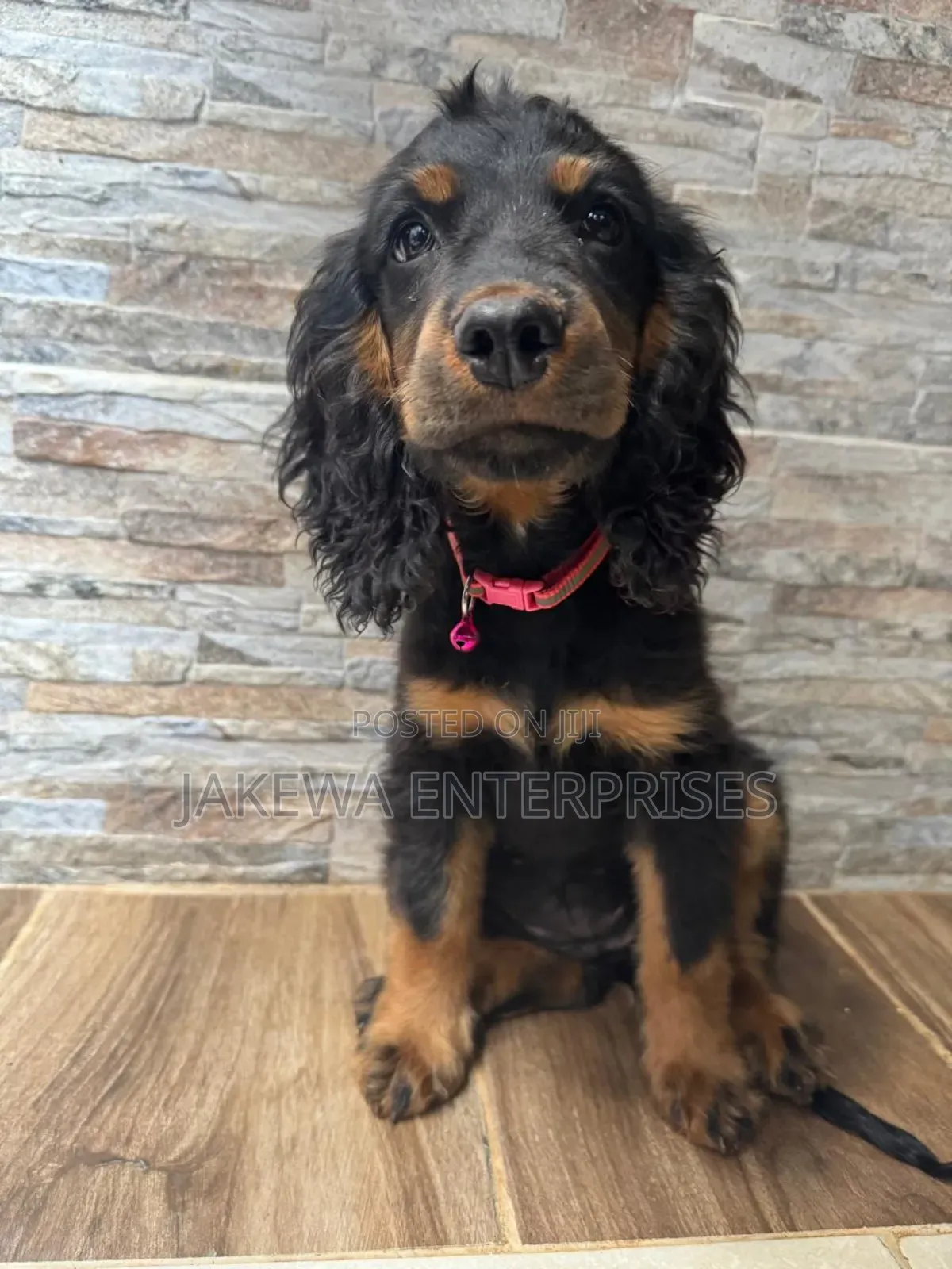 1-3 months Female Purebred Cocker Spaniel