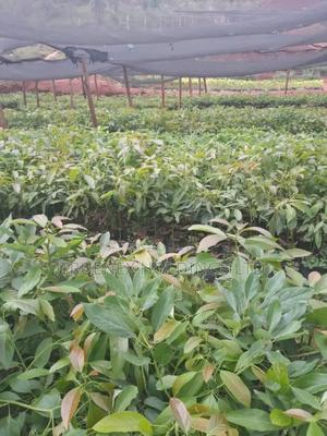 Certified Avacado Seedlings on Sale