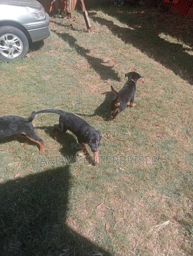 3-6 months Male Purebred Rottweiler - main view