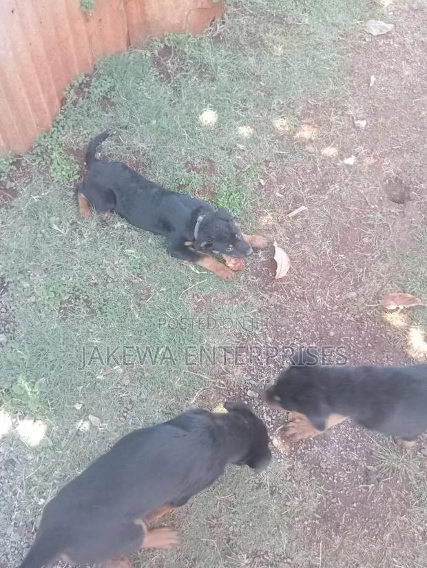 3-6 months Female Purebred Rottweiler - main view