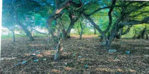 1 Acre Prime Plot Mtwapa . Walled