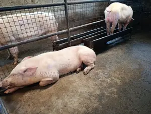 Boars 8 Months Old Pure Large White Land Race Crossbreed