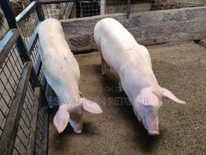 Gilts Crossbreed of Large White Land Race 6 Months Old