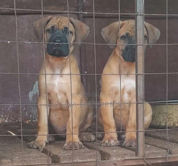 1-3 months Female Purebred Boerboel