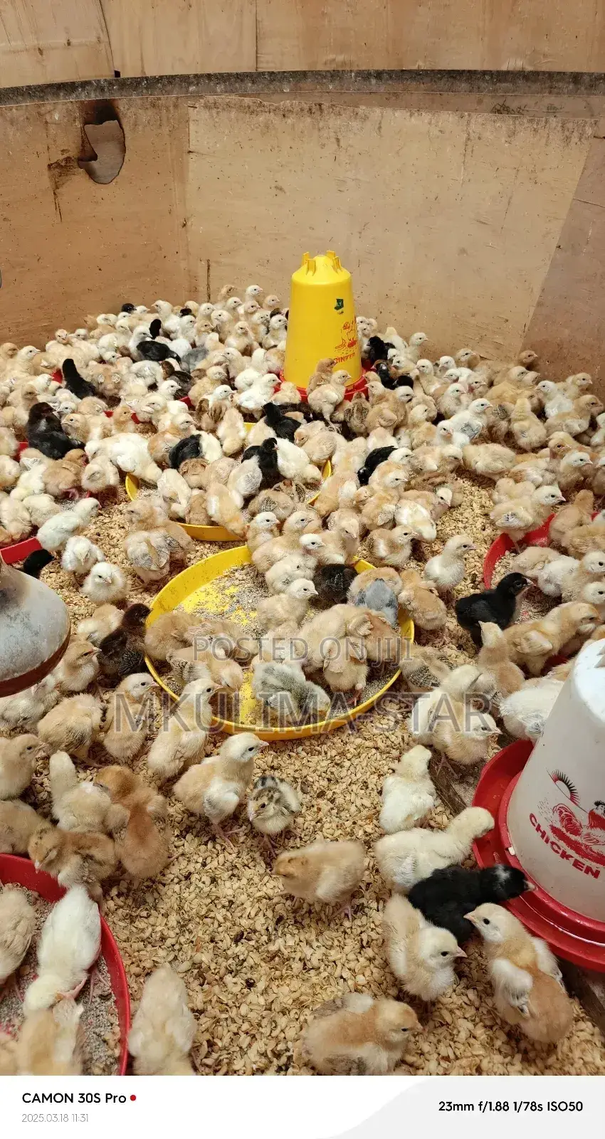 Improved Kienyeji Chicks