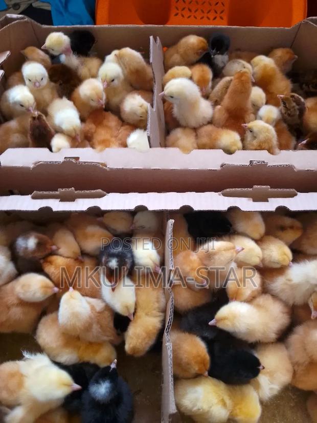 Improved Kienyeji Chicks - thumbnail 3