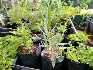 Herb's and Spices - thumbnail 2