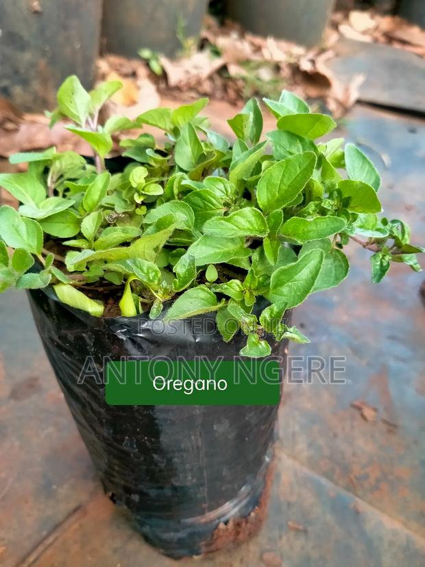 Herb's and Spices - thumbnail 3