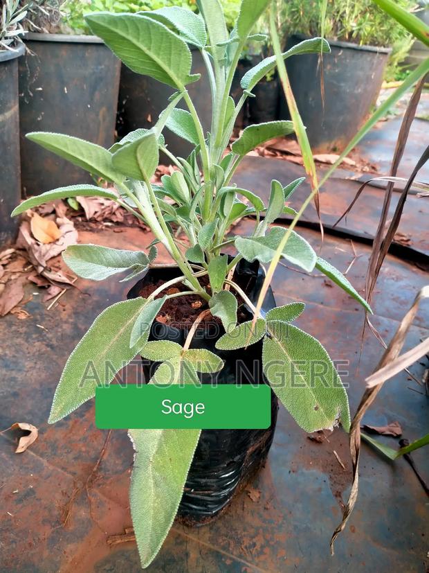 Herb's and Spices - thumbnail 4