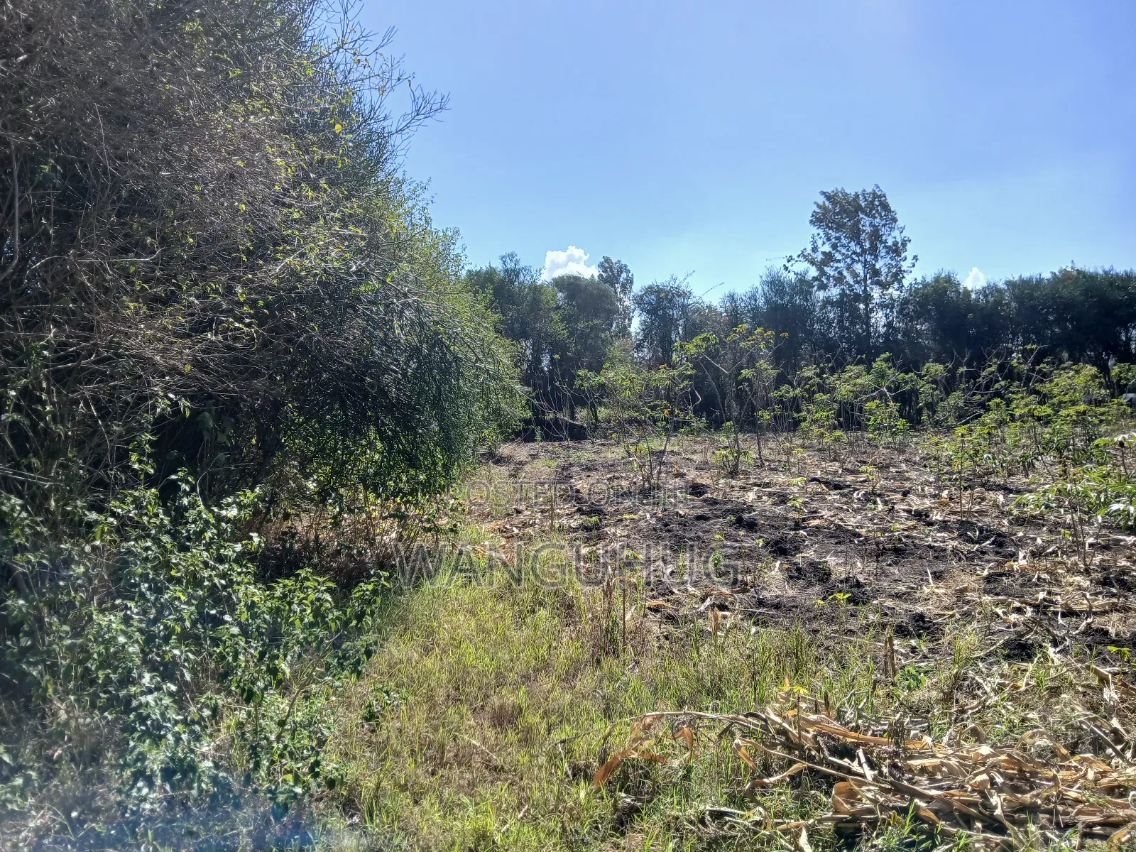 Residential Plot 125 X 100 Feet