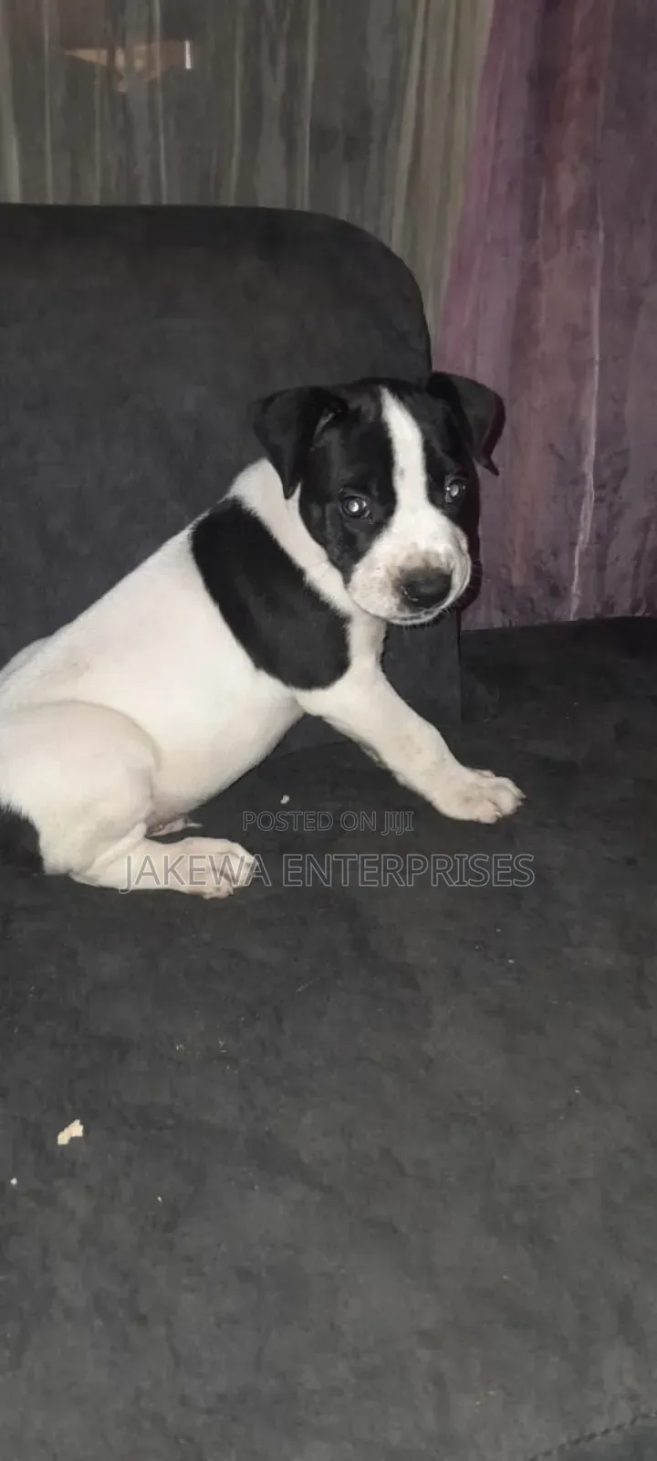 1-3 months Male Purebred American Pit Bull Terrier