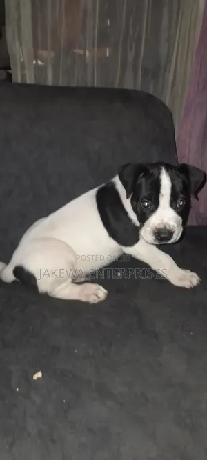 1-3 months Male Purebred American Pit Bull Terrier