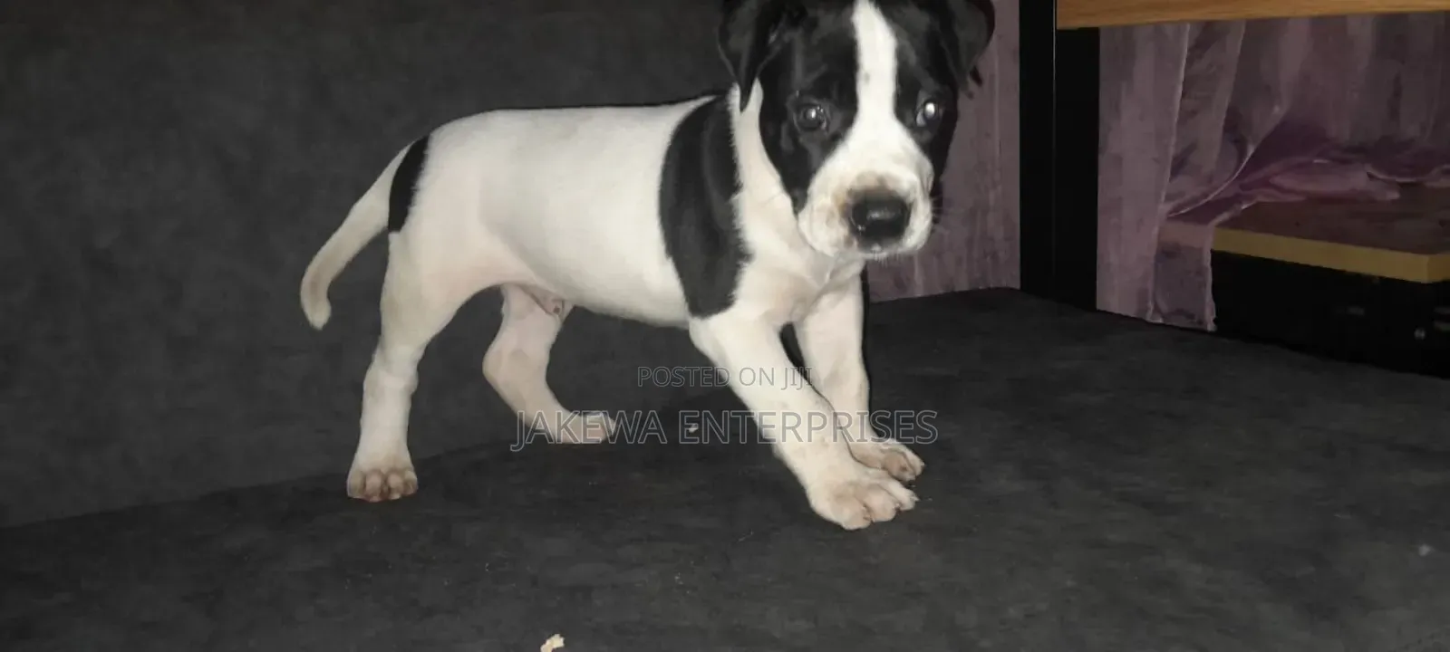 1-3 months Male Purebred American Pit Bull Terrier