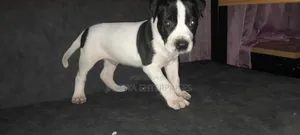 1-3 months Male Purebred American Pit Bull Terrier