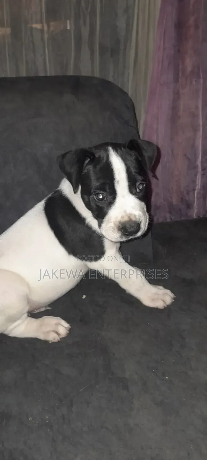 1-3 months Male Purebred American Pit Bull Terrier