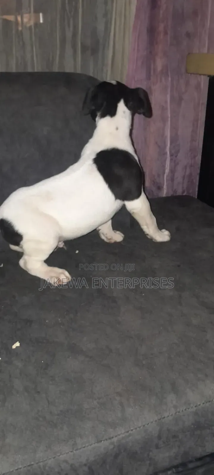1-3 months Male Purebred American Pit Bull Terrier
