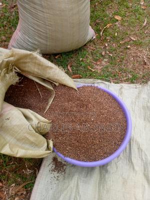 Hibiscus ( Roselle) - thumbnail 2