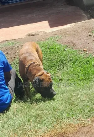 Boerboel Stud Service Available