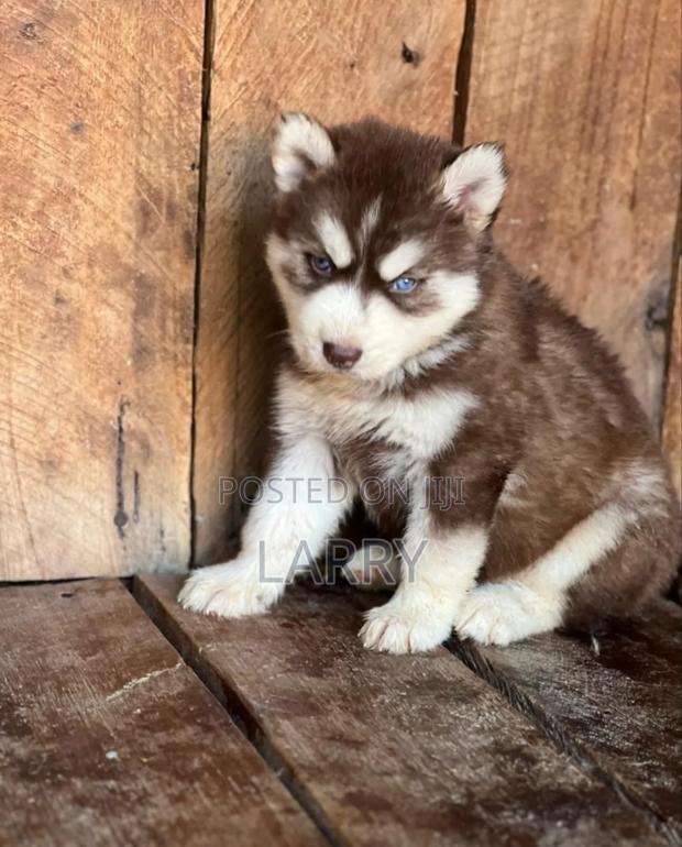 1-3 months Male Purebred Siberian Husky - main view