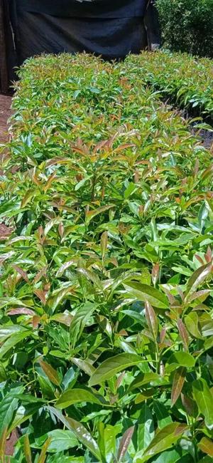 Ovacado Seedlings for Cultivating Nature's Bounty - main view