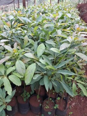 Hass Ovacado Seedlings for Harvesting Success - main view