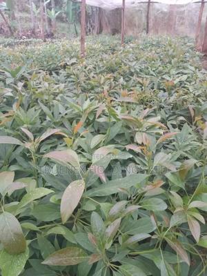 Hass Ovacado Seedlings for Greener Future - main view