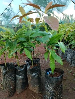 Ovacado Seedlings for Modern Agro Business - main view