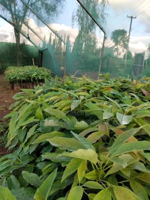 Hass Ovacado Seedlings Rooted in Quality