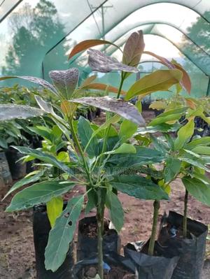 Ovacado Seedlings That Blooms Your Farm