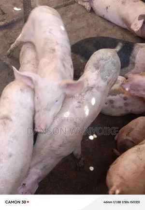 Pigs Durock on Sale