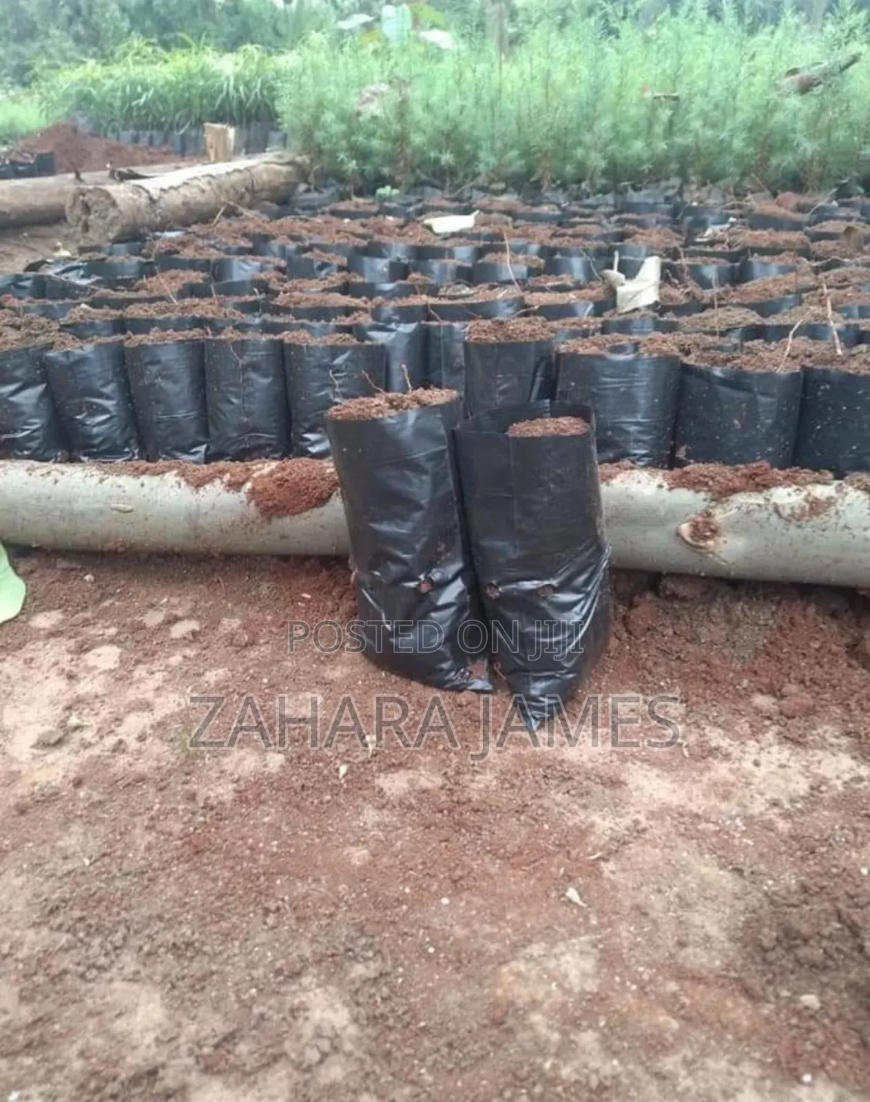 Seedlings Trays and Planting Bags