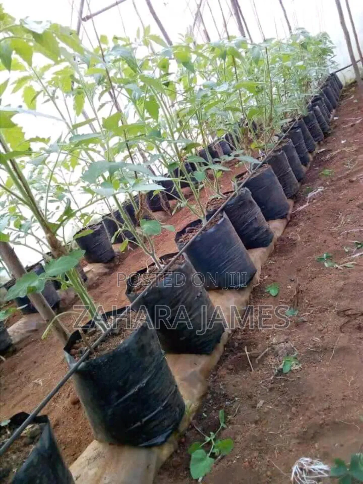 Seedlings Trays and Planting Bags