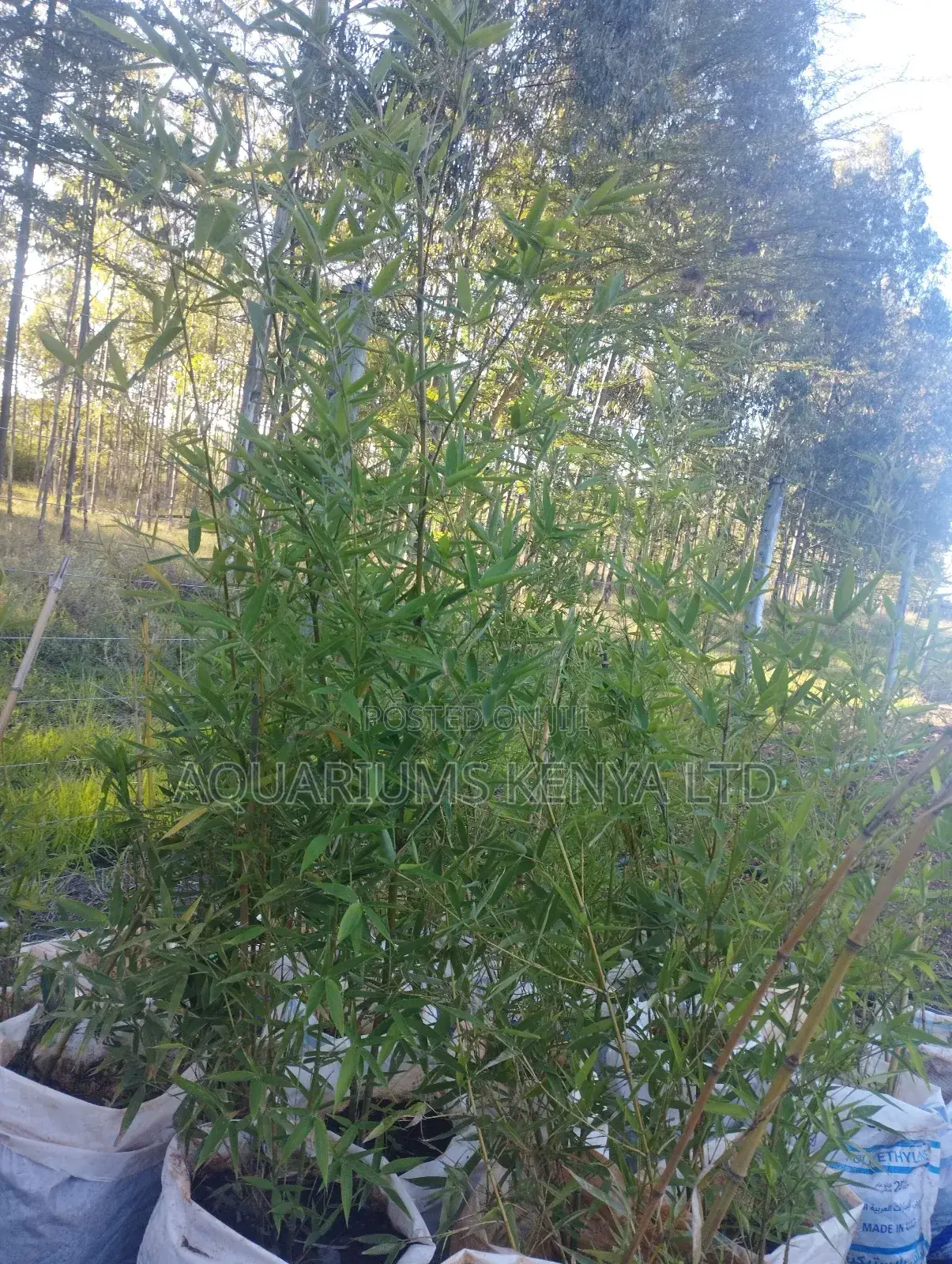 Fast Growing Bamboo Plant