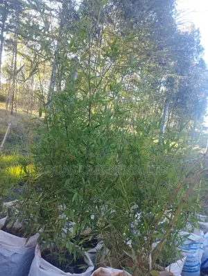 Green Bamboo Plant