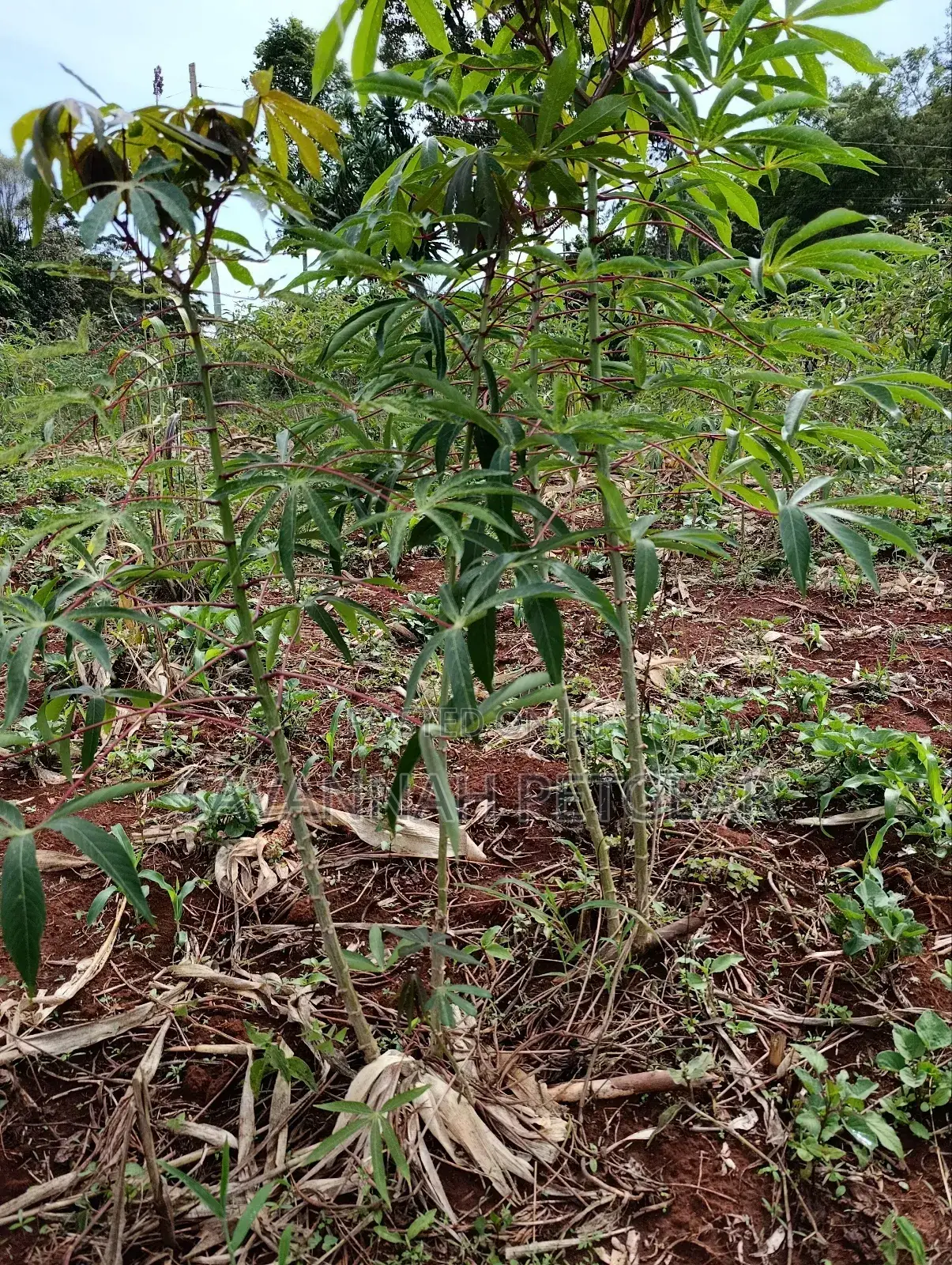 Cassava Cuttings For Planting - 50 Pieces