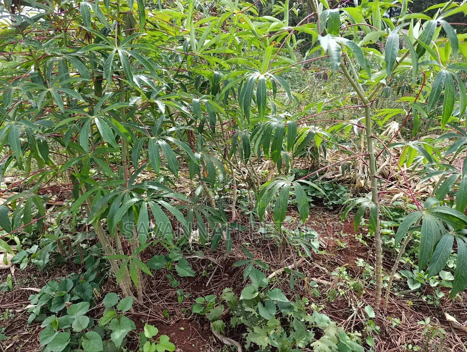 Cassava Cuttings For Planting - 50 Pieces