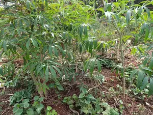 Cassava Cuttings For Planting - 50 Pieces