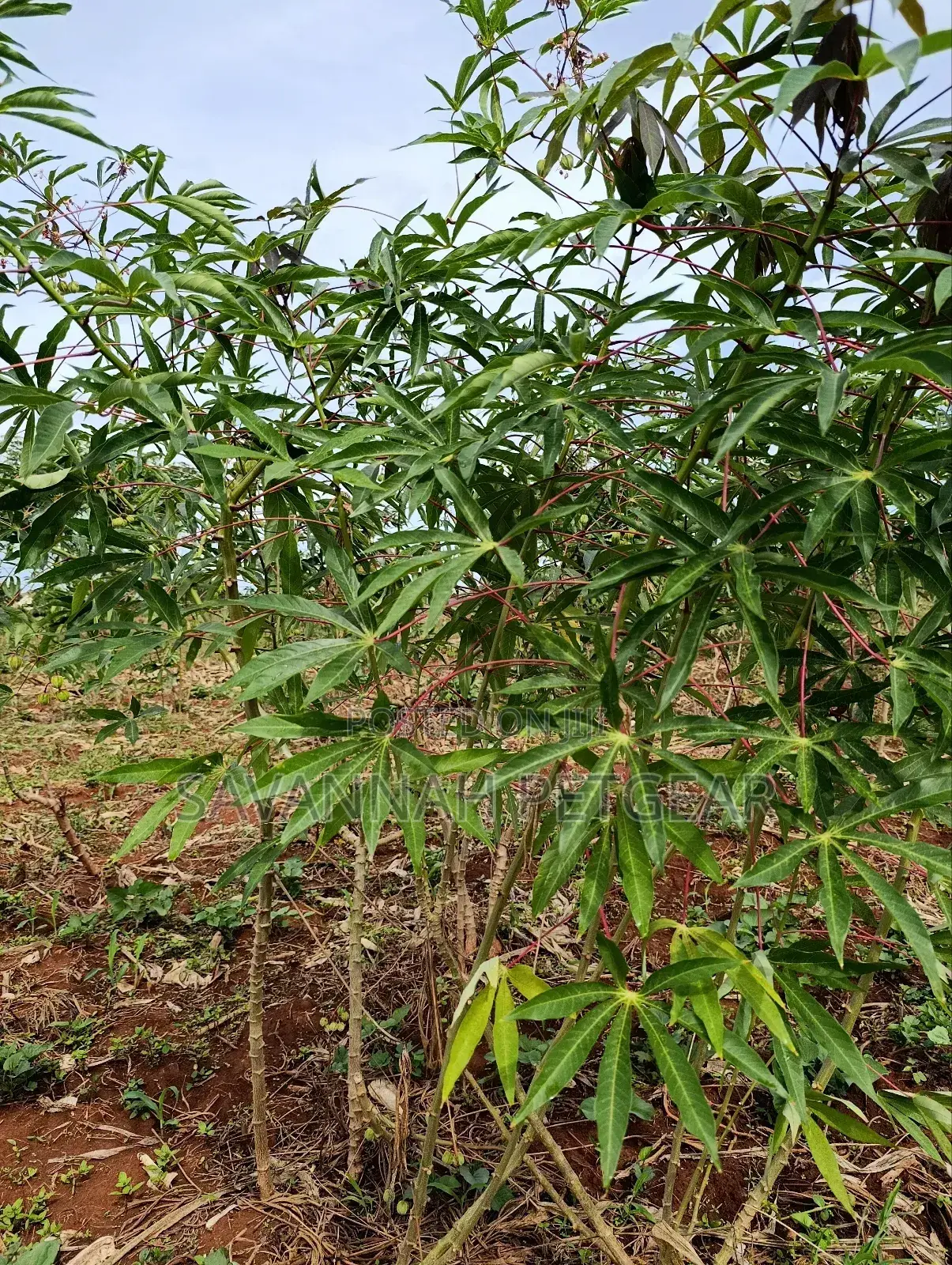 Cassava Cuttings For Planting - 50 Pieces