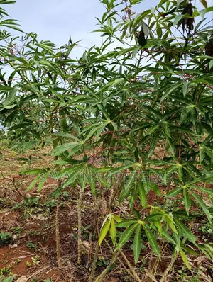Cassava Cuttings For Planting - 50 Pieces