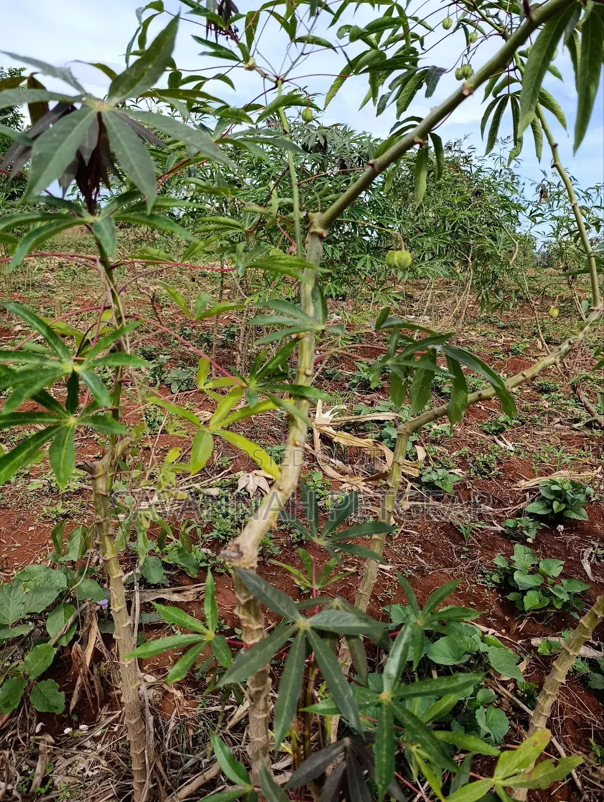 Cassava Cuttings For Planting - 50 Pieces