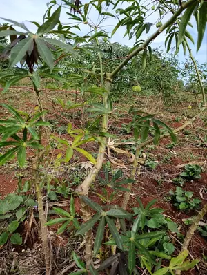 Cassava Cuttings For Planting - 50 Pieces