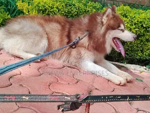 1+ year Male Purebred Siberian Husky