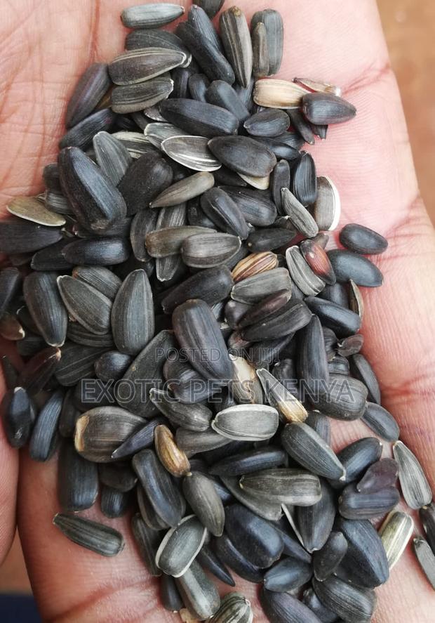 Sunflower Seeds (Black) - thumbnail 2