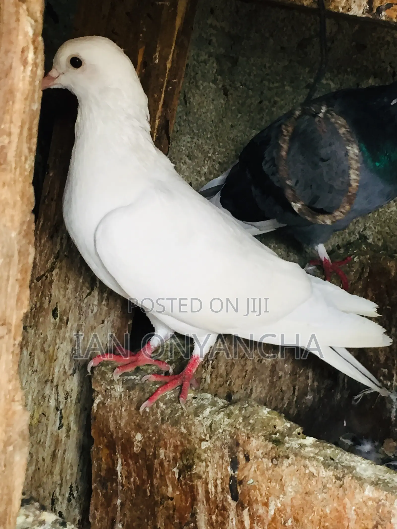 White Pigeons