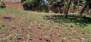 Commercial 1⁄4 Plot For Sale In Kimumu Eldoret