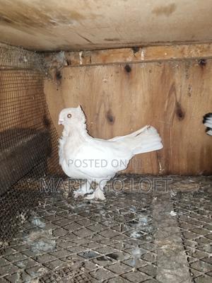 Short Beak - thumbnail 2